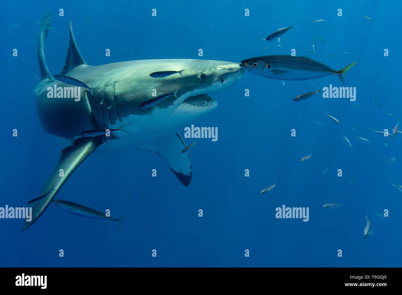 Great white shark, Carcharodon carcharias, swimming off the coast of Isla Guadelupe, Mexico. Stock Photo