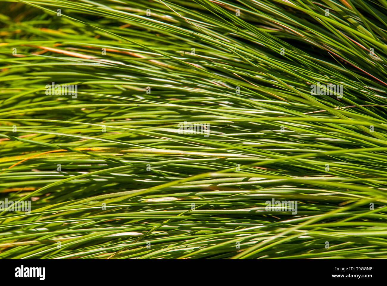 tef cereal - eragrostis tef - botany and botanical backgrounds Suitable for making background images. Stock Photo