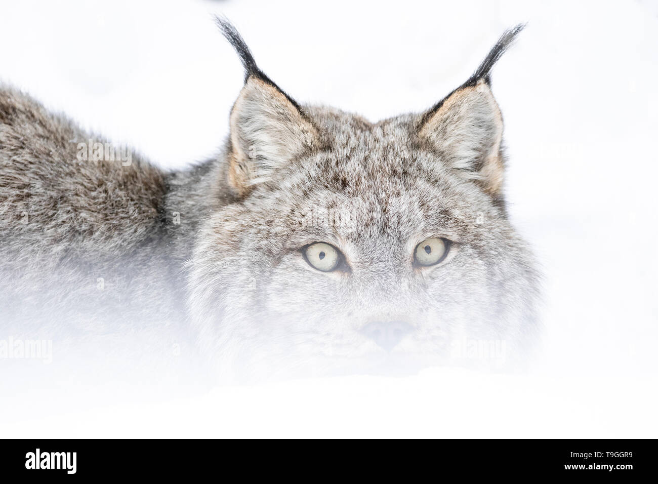 Portrait of a Canada Lynx, Lynx canadensis, near High Level, Alberta, Canada. Stock Photo