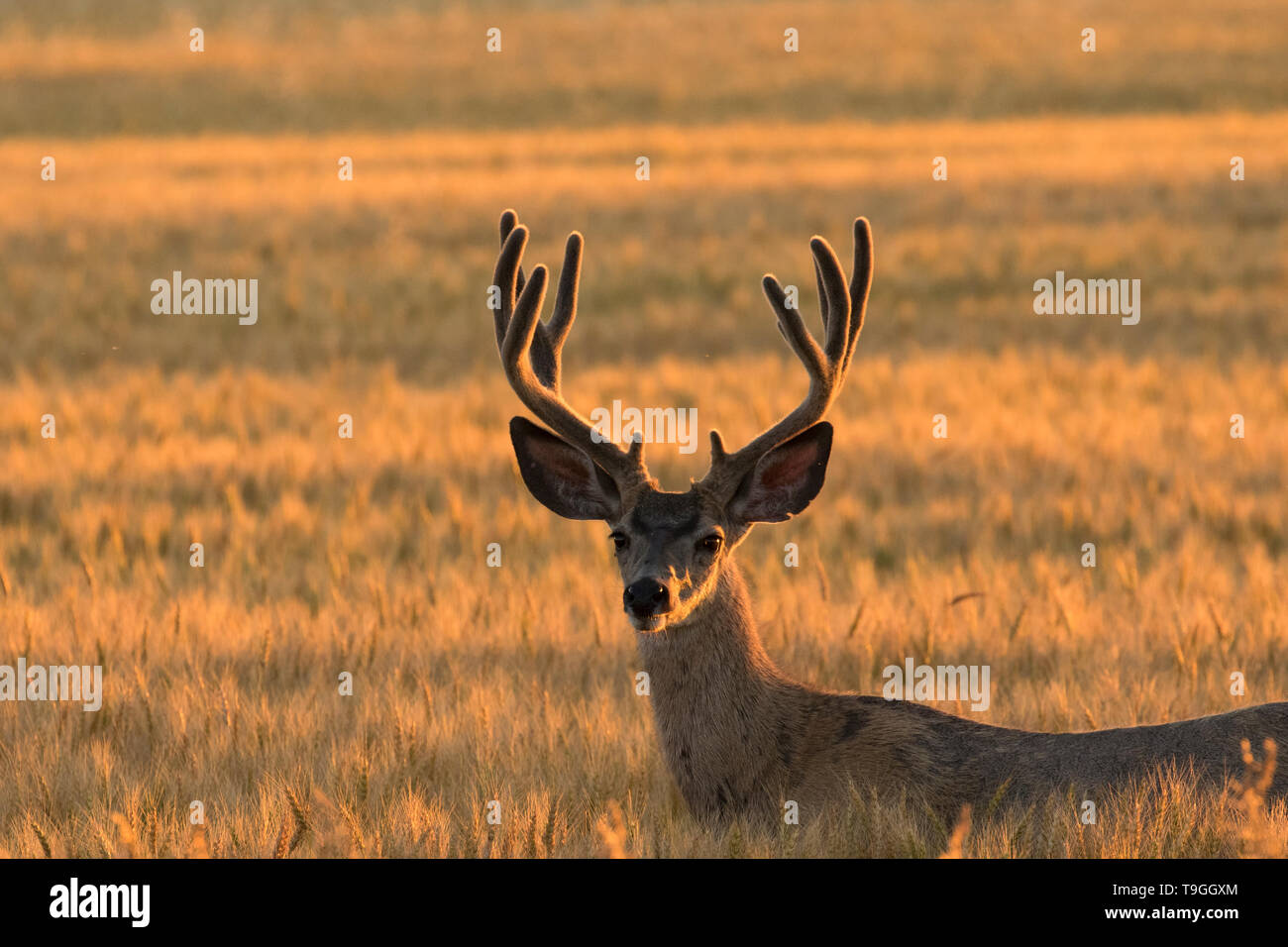 Mule deer, Odocoileus hemionus, buck in Pincher Creek, Alberta, Canada Stock Photo