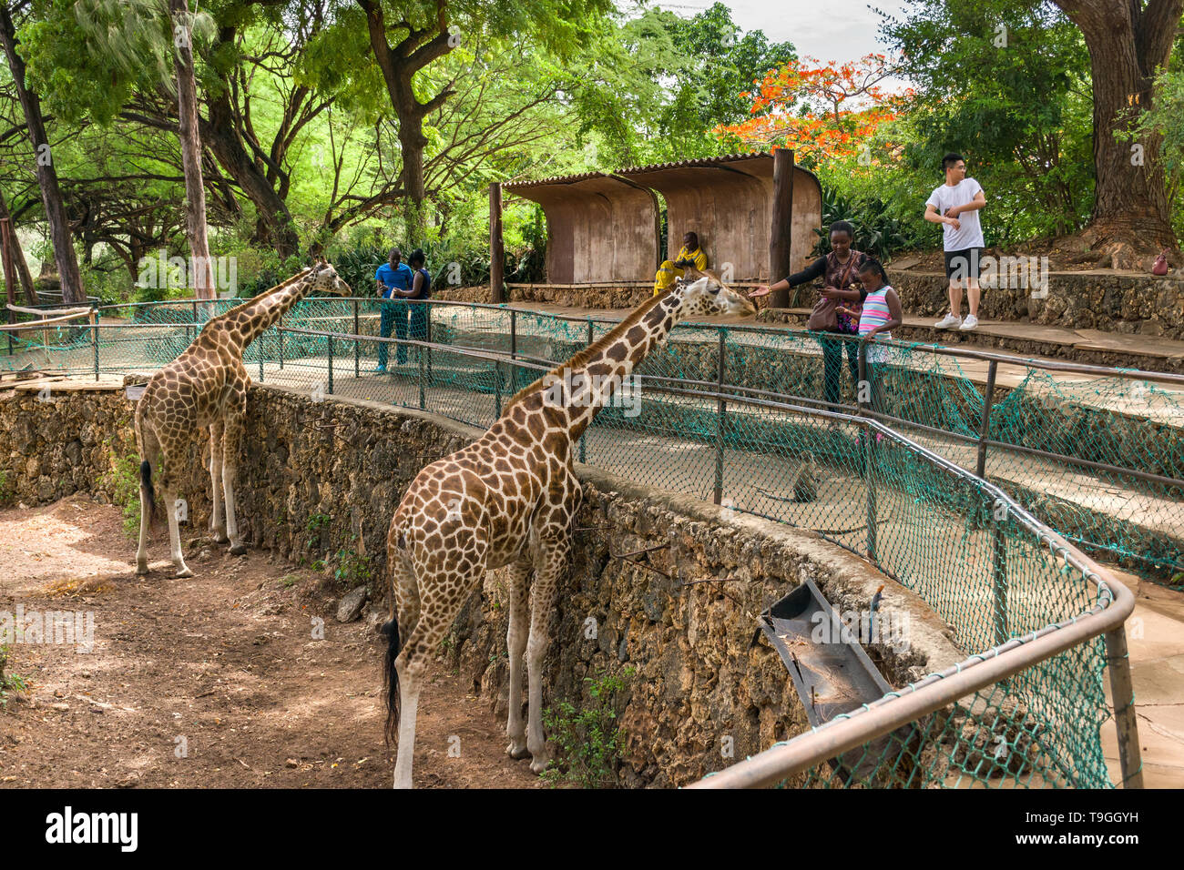 Rothschild's giraffe (Giraffa camelopardalis rothschildi Stock Photo