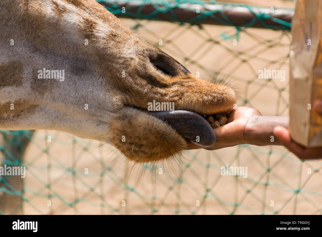 Rothschild's giraffe (Giraffa camelopardalis rothschildi) being hand fed food pellets Stock Photo