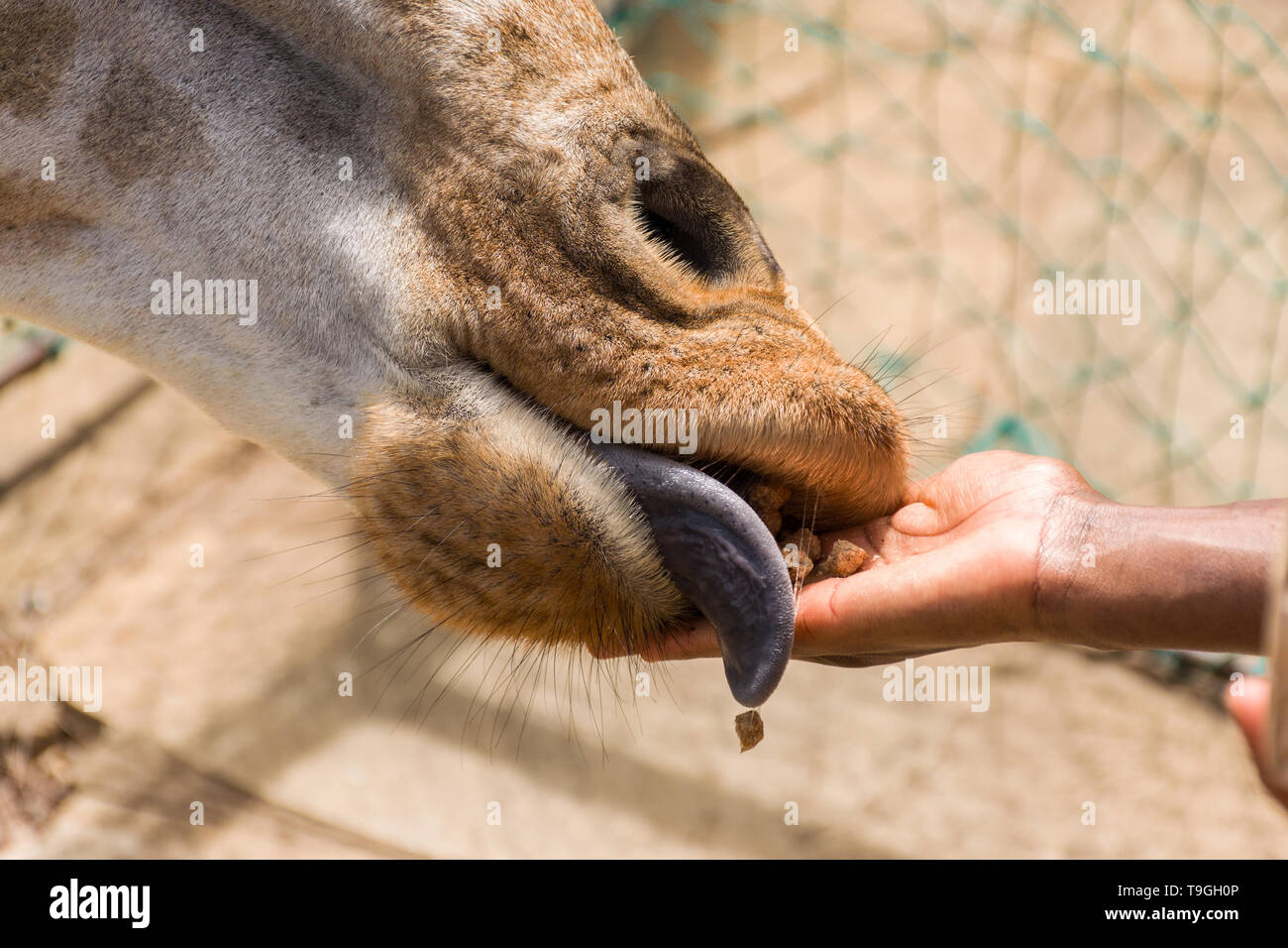 Rothschild's giraffe (Giraffa camelopardalis rothschildi) being hand fed food pellets Stock Photo