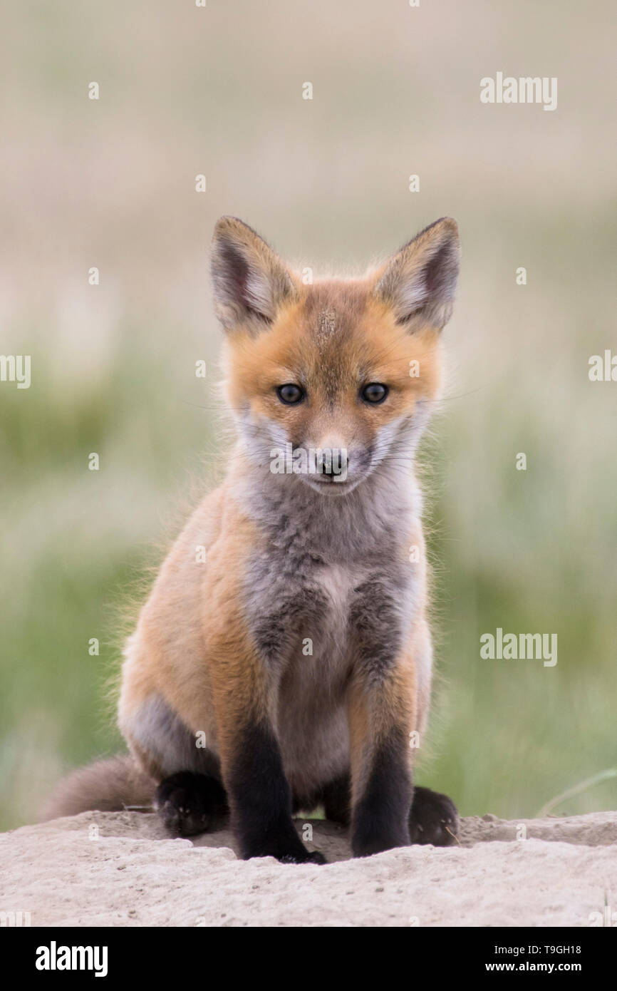 Red fox, Vulpes vulpes, kit near Fort MacLeod, Alberta, Canada. Stock Photo