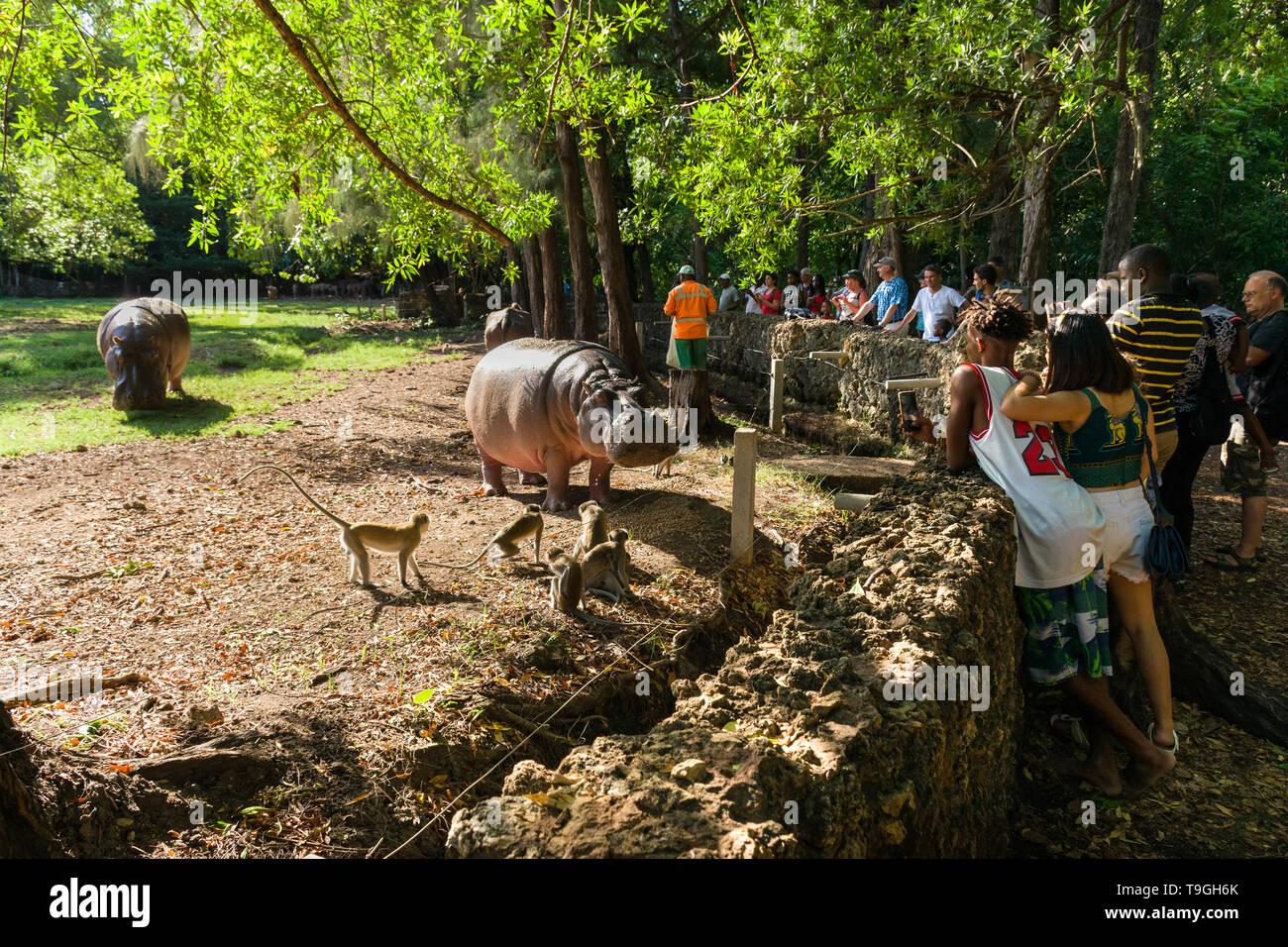 Haller park mombasa hippo hi-res stock photography and images - Alamy