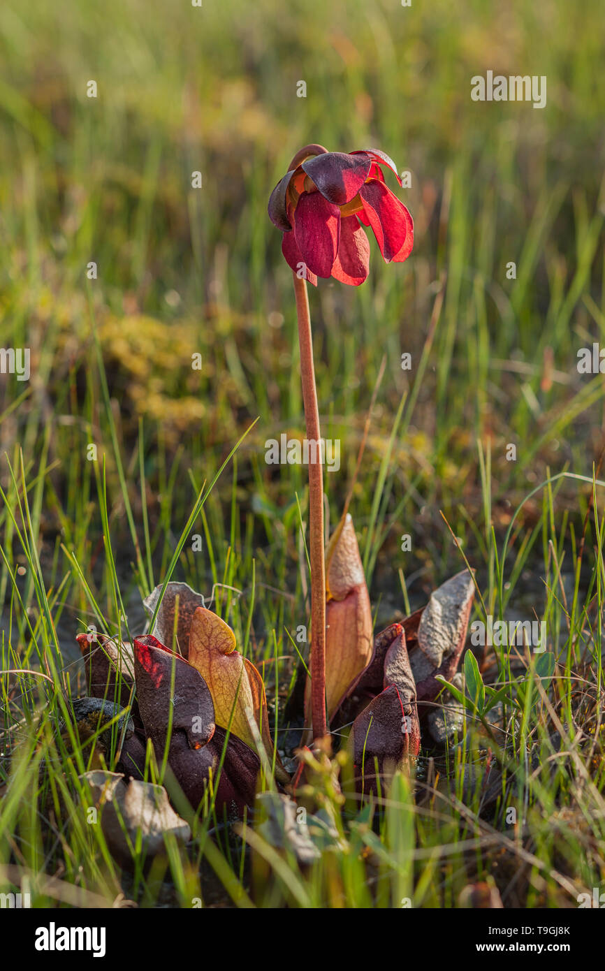 Pitcher plant, Sarracenia purpurea, Frontenac National Park; Quebec, Canada Stock Photo