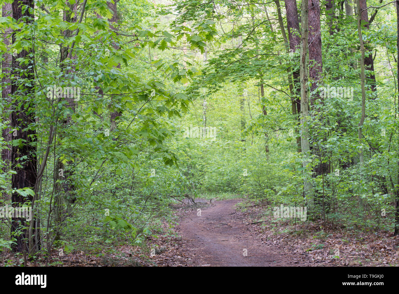 Empty footpath green lush forest hi-res stock photography and images ...