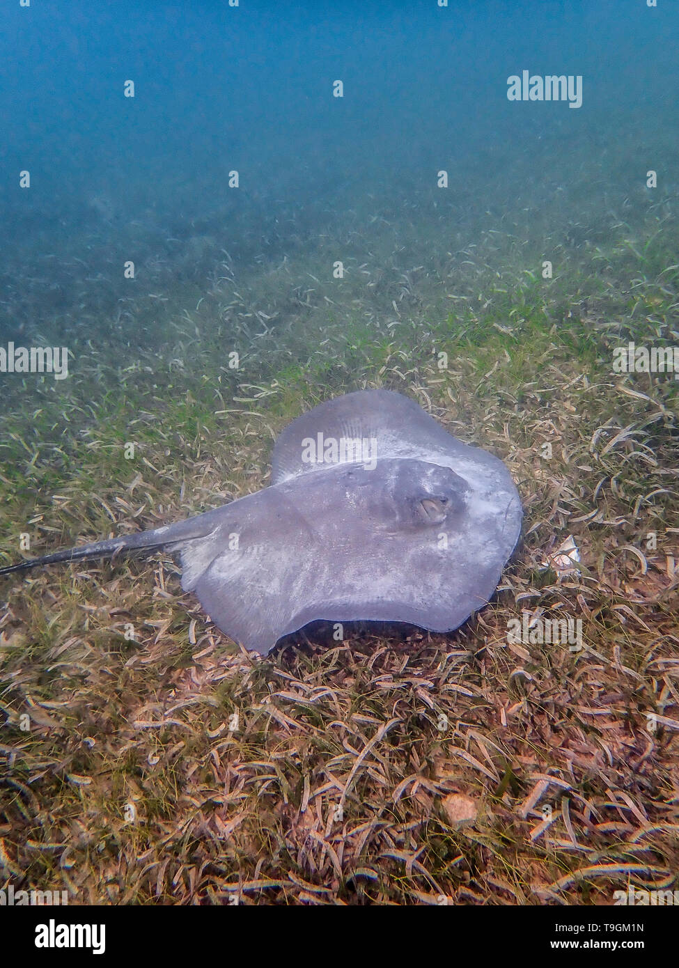 Southern stingray, Hypanus americanus swimming on the seafloor Ranguana Cay, Belize Stock Photo