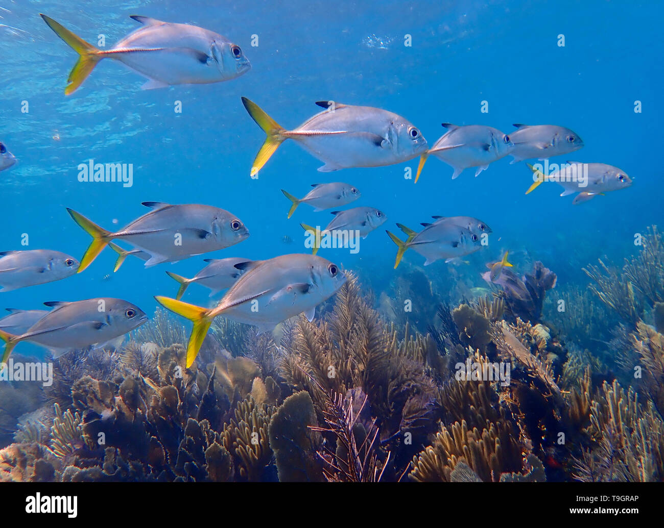 School of horse-eye jack, Caranx latus, Belize Stock Photo