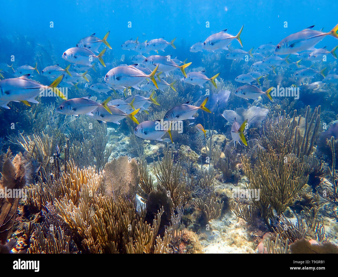 Jack caranx hi-res stock photography and images - Alamy