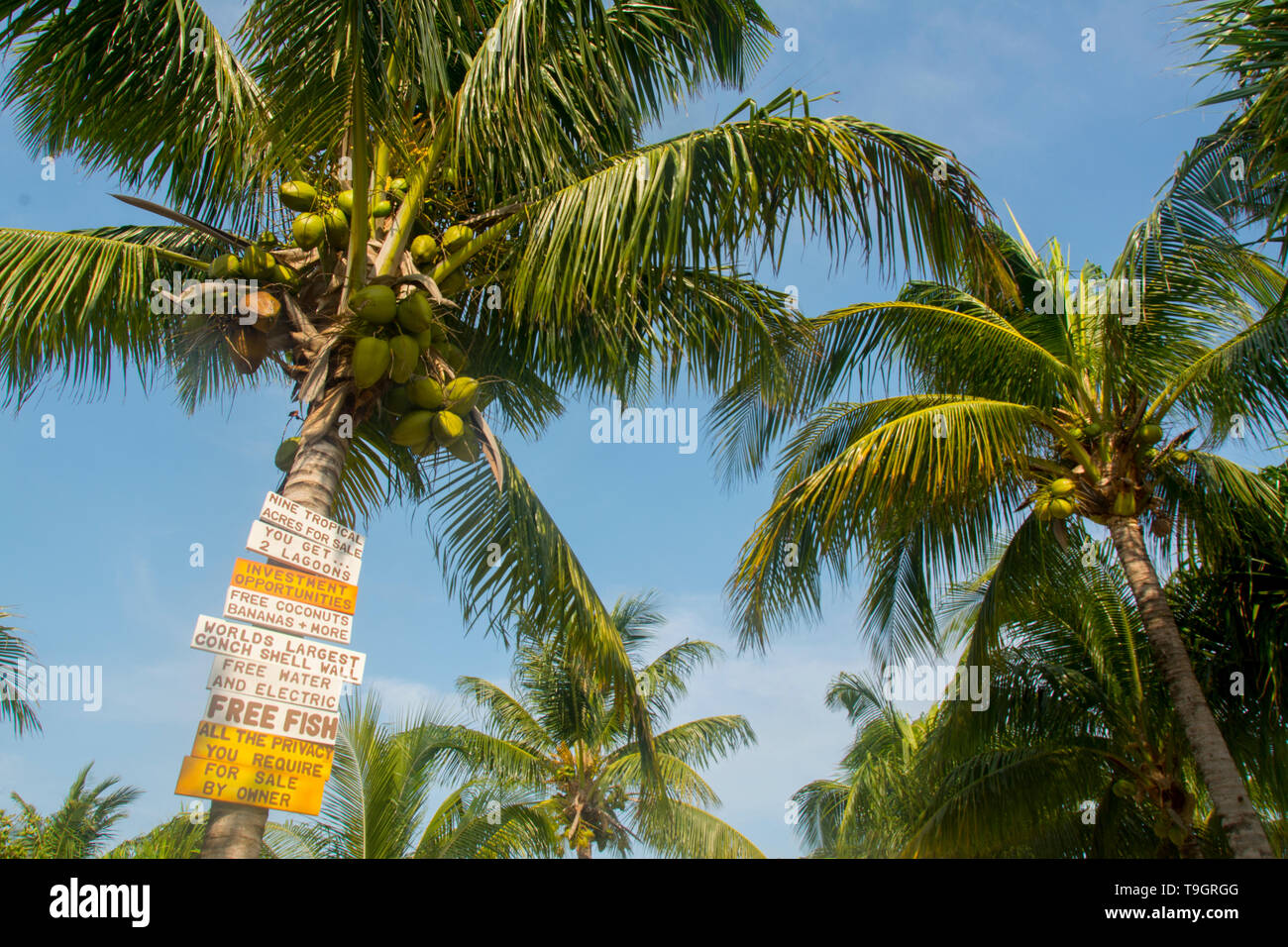 Tropical property for sale, Caye Caulker, Belize Stock Photo Alamy