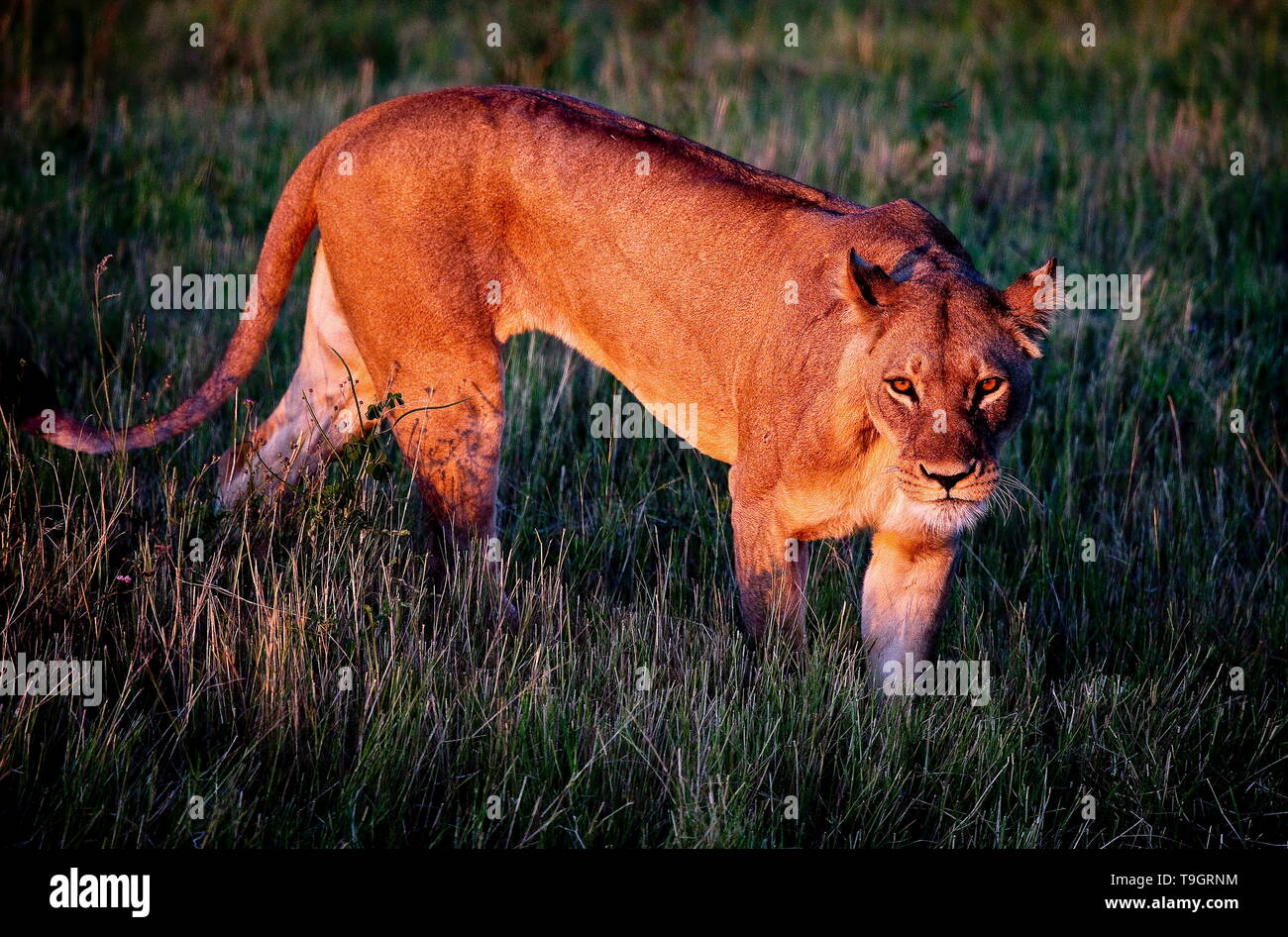 Lion, Chobe National Park, Botswana, Africa Stock Photo