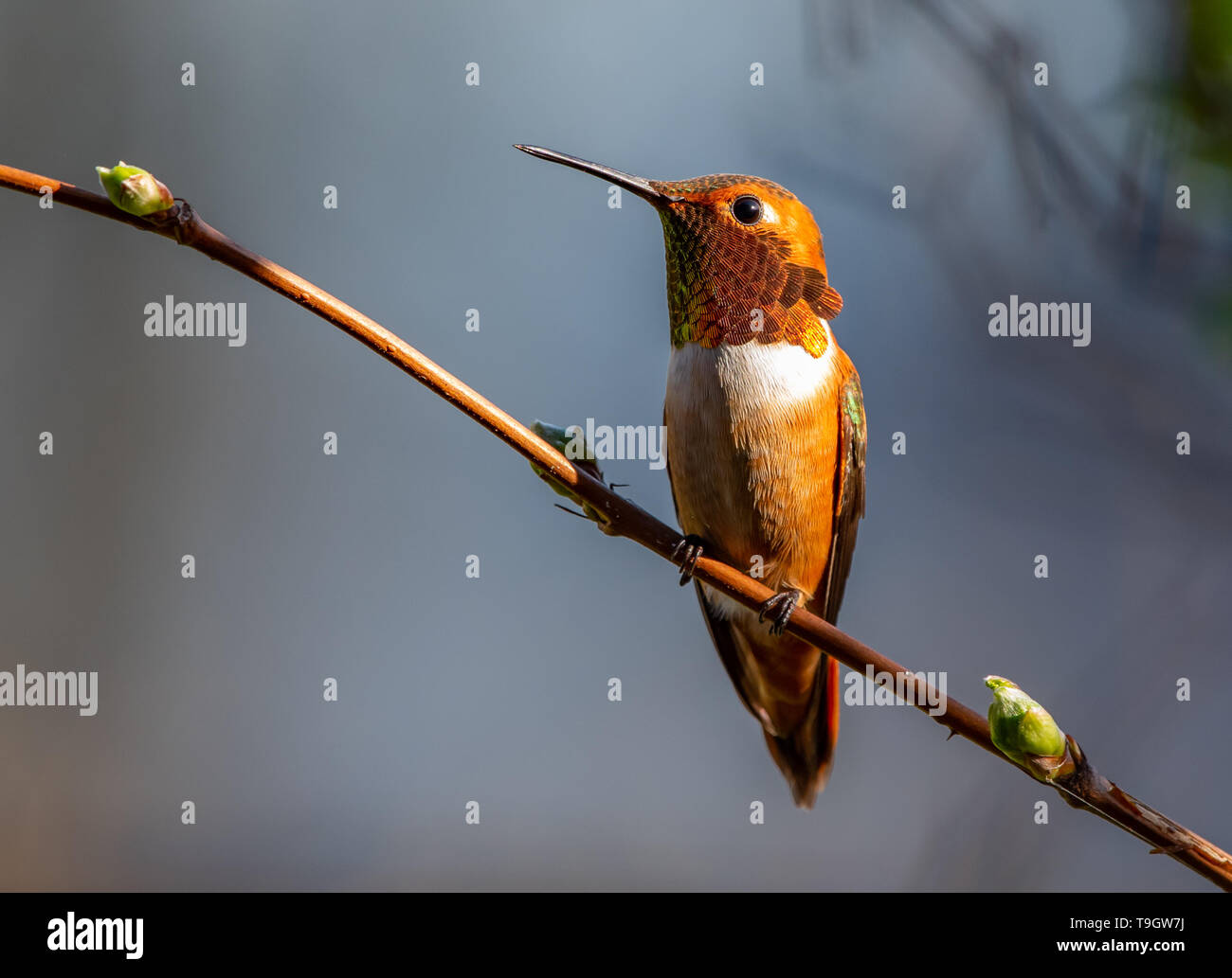 Male Ruffous Hummingbird Rufous Hummingbird High Resolution Stock Photography and Images - Alamy