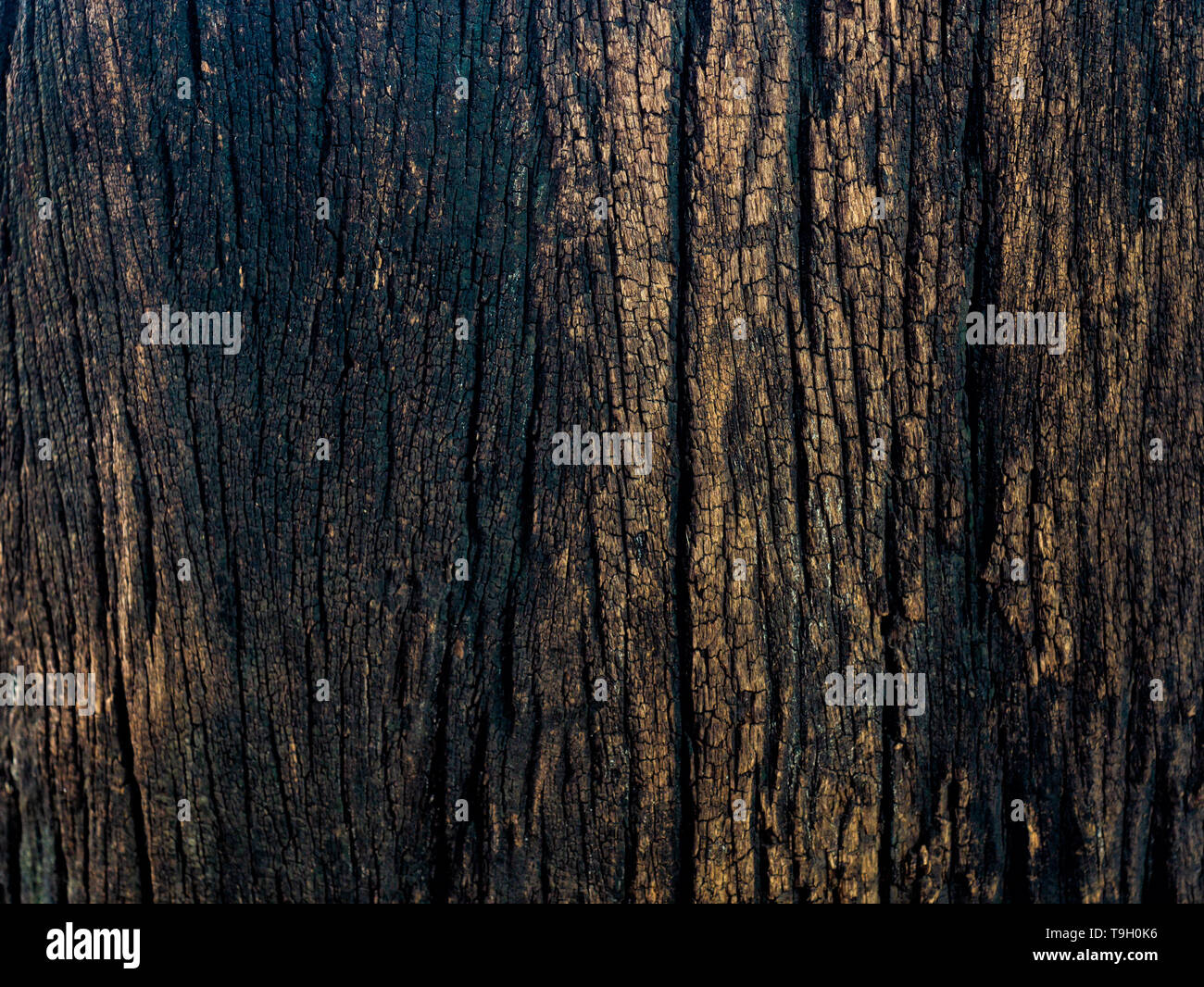 Closeup dried texture of dark brown bark for ues as background Stock ...