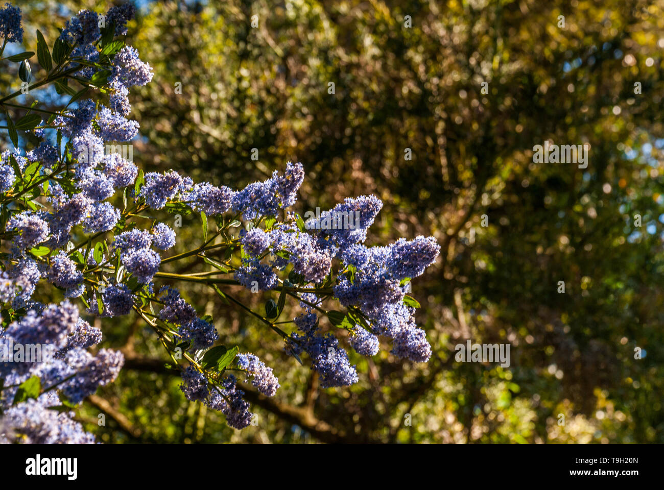 Beautiful bed of blooming purple Californian lilac flowers (Ceanothus
