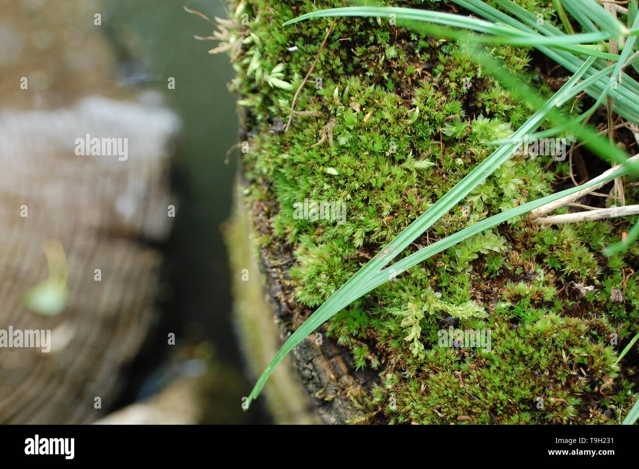 Logs covered in moss at the edge of a swamp Stock Photo Alamy
