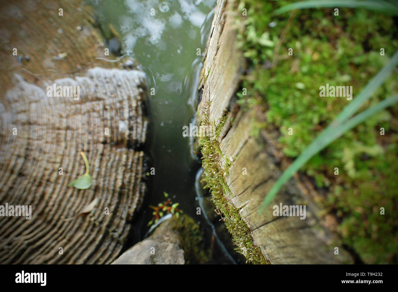 Logs covered in moss at the edge of a swamp Stock Photo Alamy
