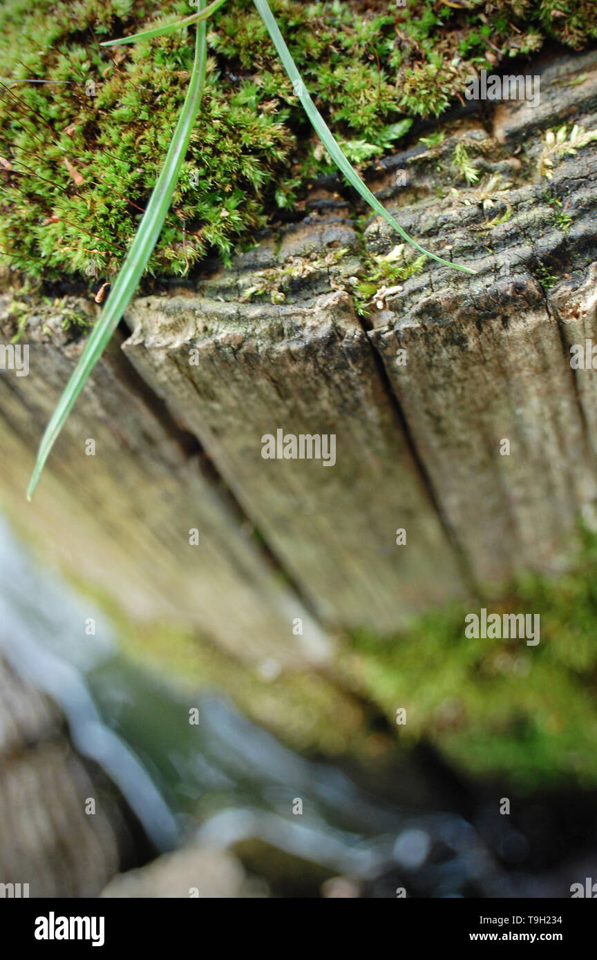 Logs covered in moss at the edge of a swamp Stock Photo Alamy
