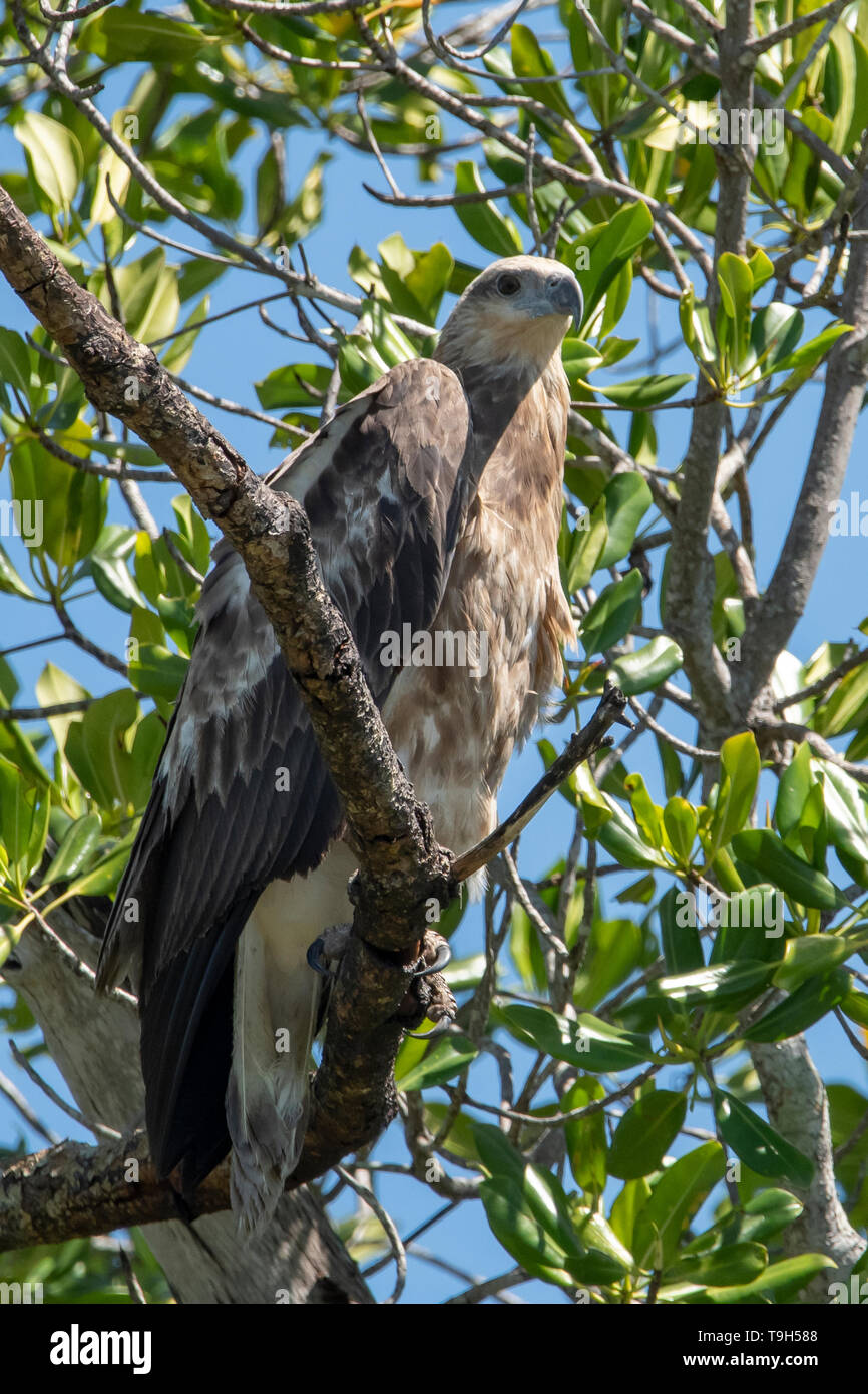 White-bellied Sea Eagle, Haliaeetus leucogaster, Liverpool River, NT Stock Photo