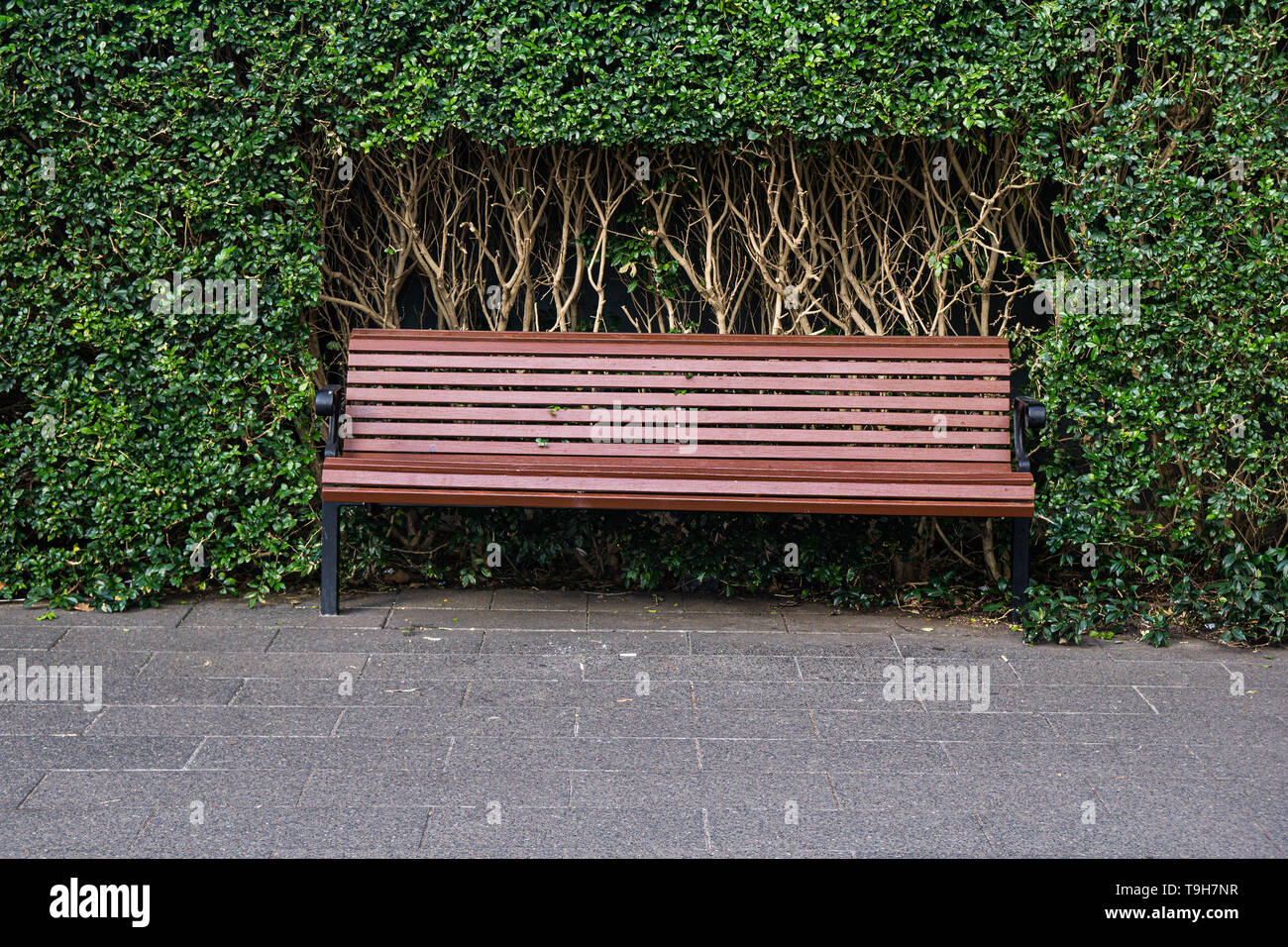 Cut away things - a  hedge cutaway to allow space to sit on an outside bench. Stock Photo