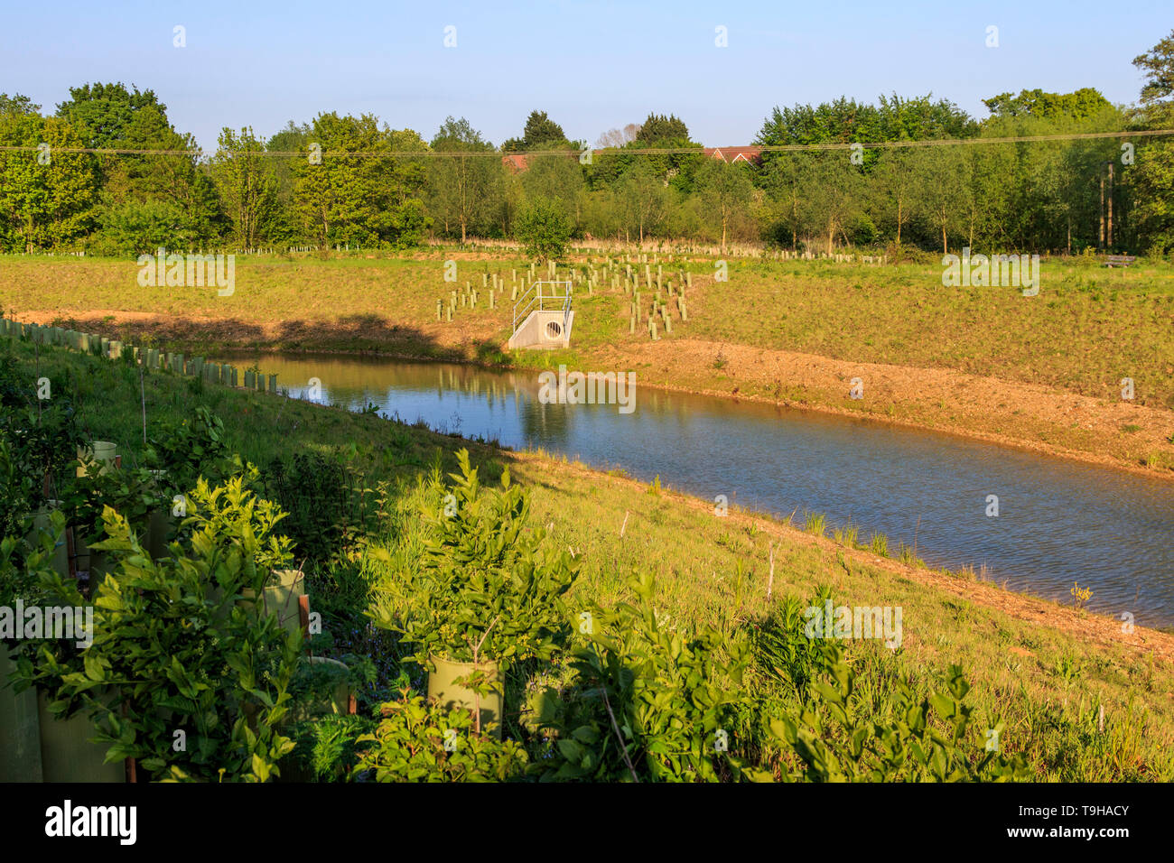Bat Willow Hurst, Country Park, Stortford, Herts, England, UK