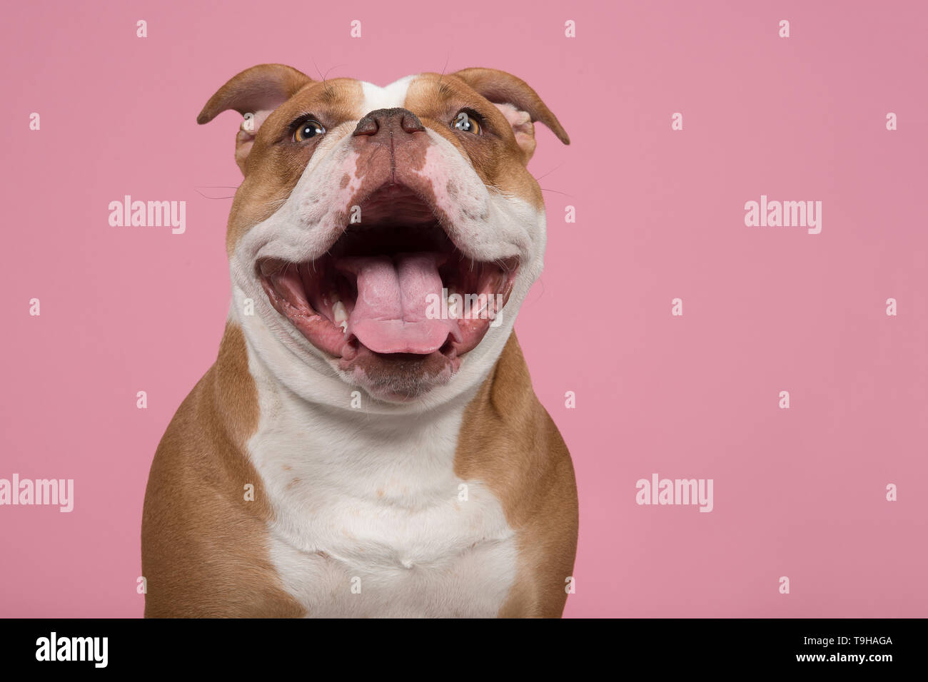 Funny portrait of an old english bulldog looking at the camera with a huge smile on a pink background Stock Photo