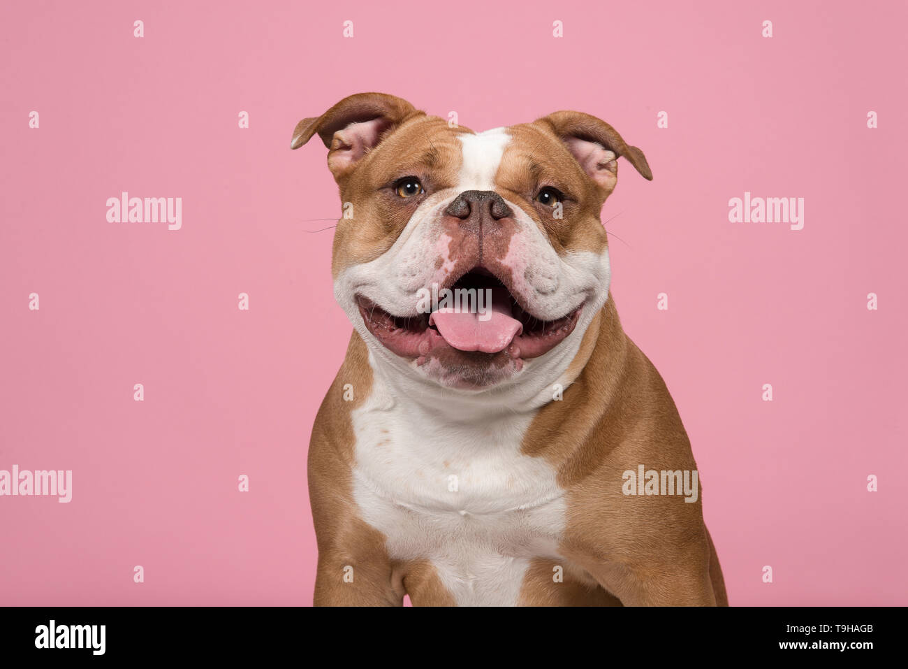 Portrait of an old english bulldog looking at the camera with a big smile on a pink background Stock Photo