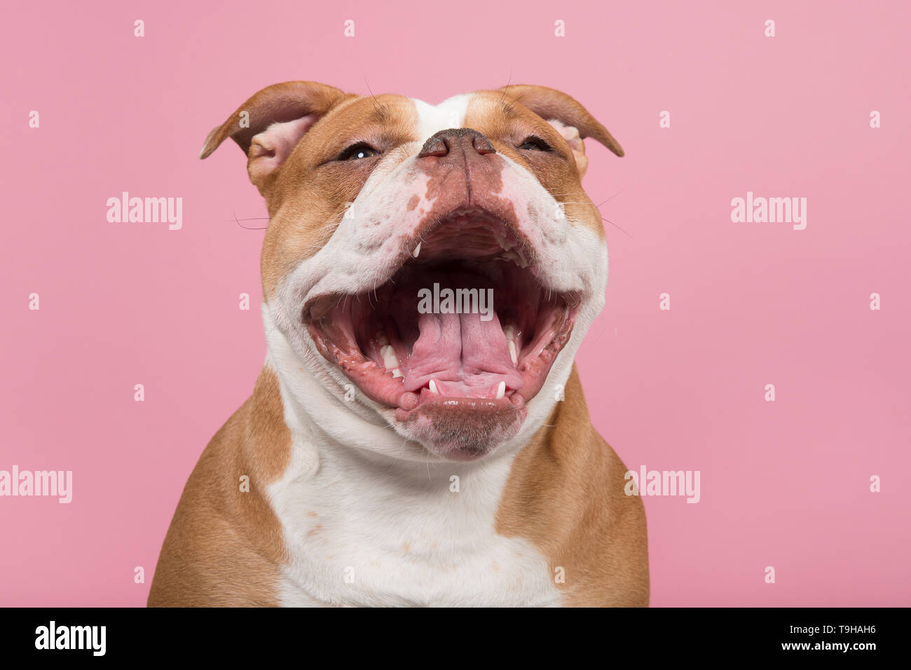 Funny portrait of an old english bulldog with a huge smile on a pink background Stock Photo