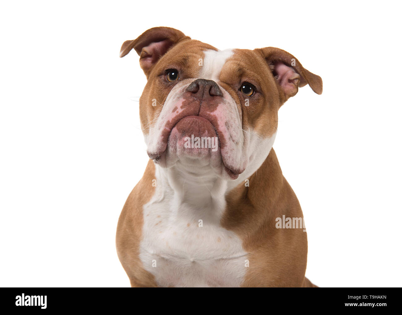 Portrait of an old english bulldog looking away isolated on a white background Stock Photo