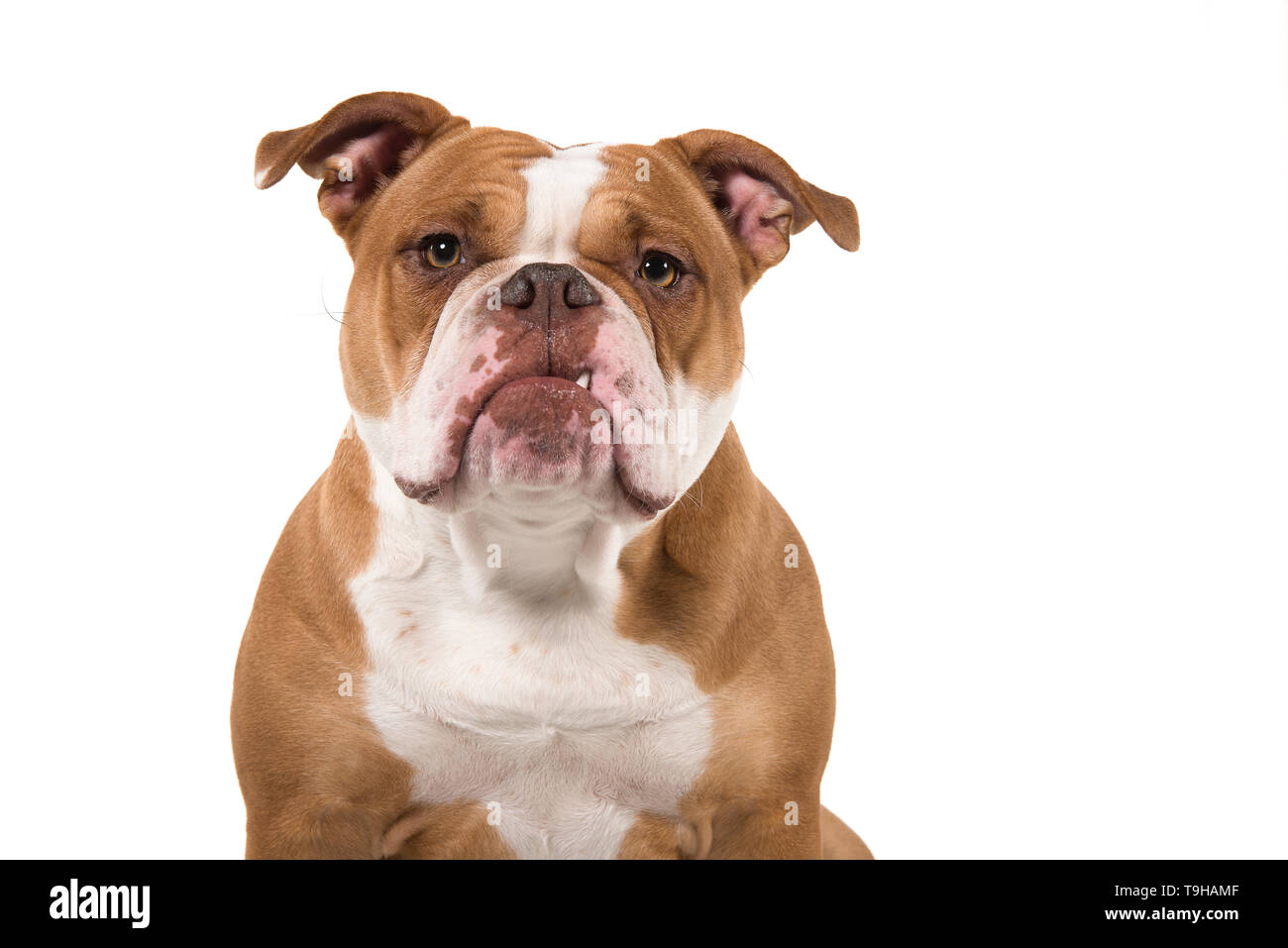 Portrait of an old english bulldog looking at the camera isolated on a white background Stock Photo