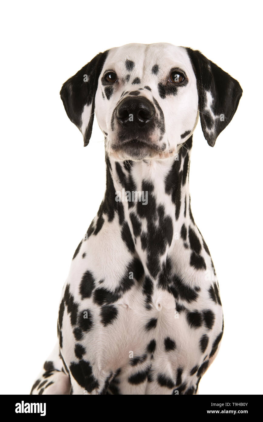 Portrait of a dalmatian dog glancing away isolated on a white background Stock Photo