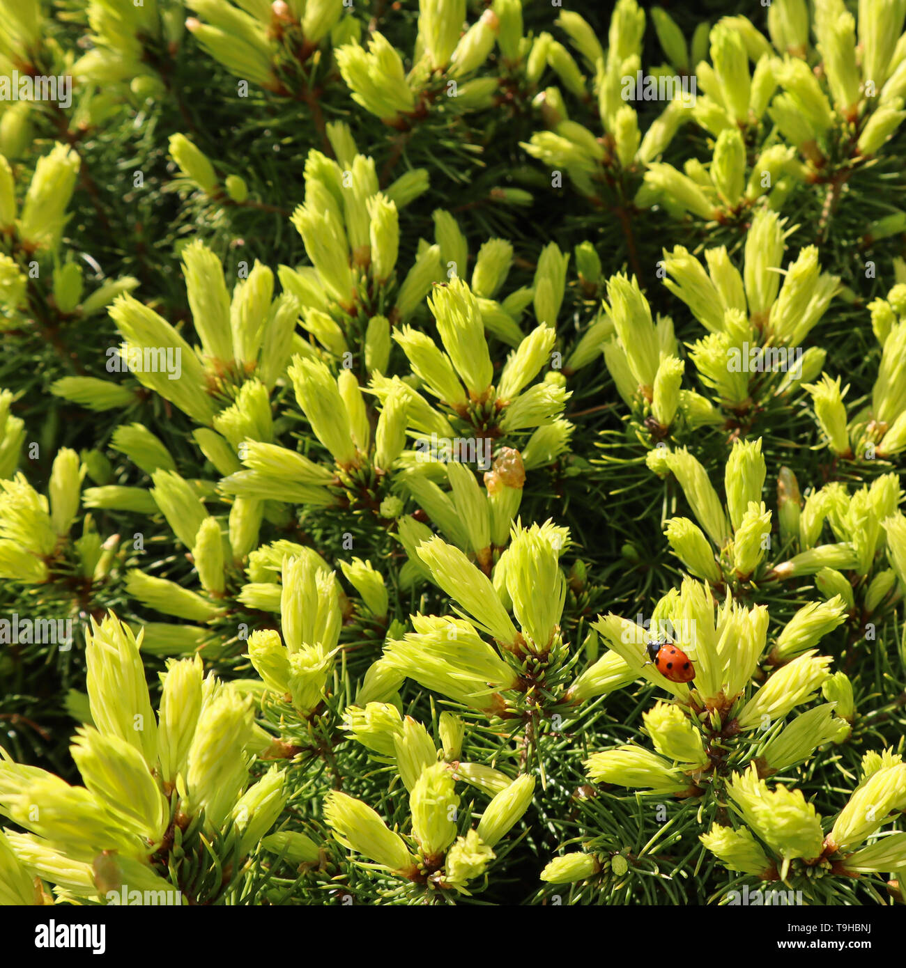 Canadian spruce Picea glauca Conica. White spruce. Decorative coniferous evergreen tree with a ladybug in spring Stock Photo