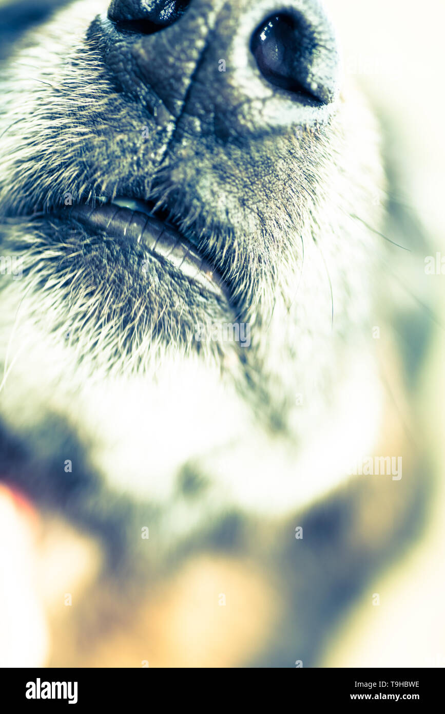 Old and sick dog dying of cancer Stock Photo Alamy