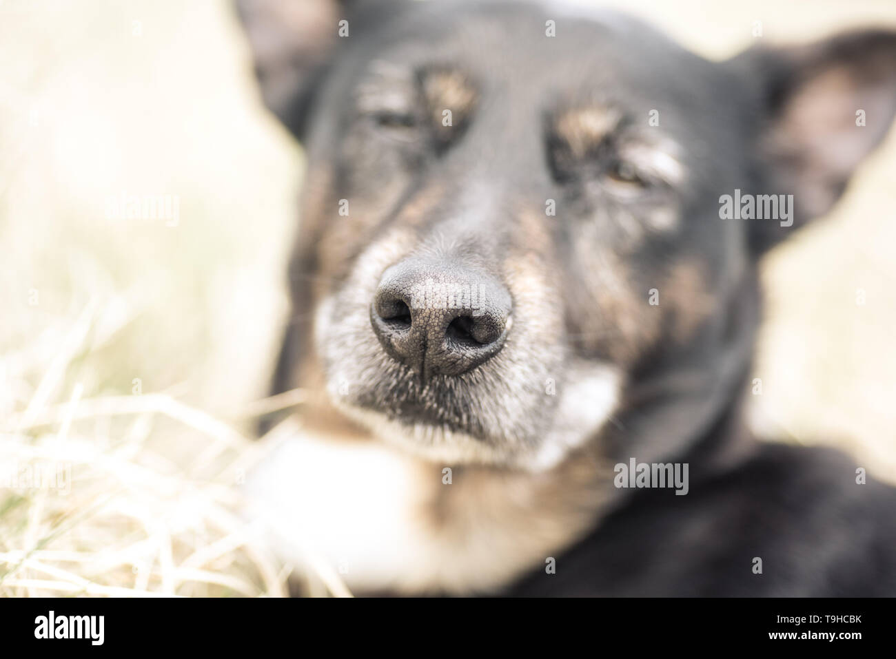 Old and sick dog dying of cancer Stock Photo Alamy