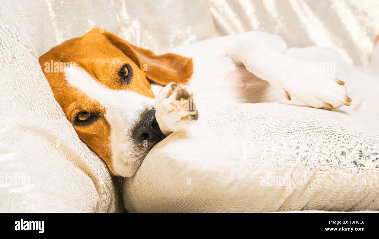 Dog tired sleeps on a couch. Lazy Beagle on sofa. Dog themed background