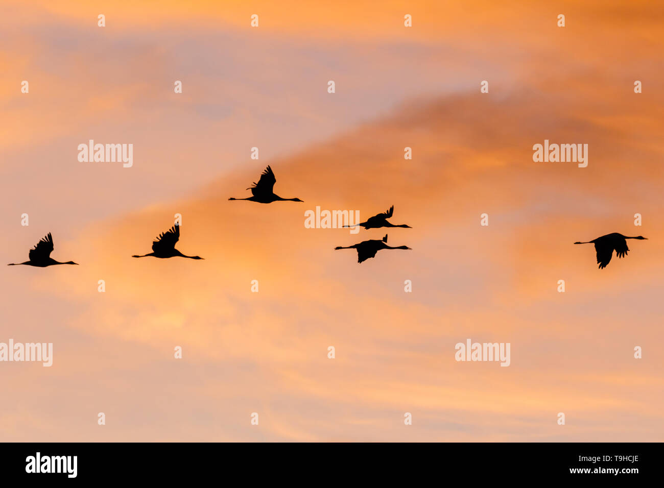 Common crane (Grus grus), flying in the evening, Gallocanta, Aragon, Spain Stock Photo