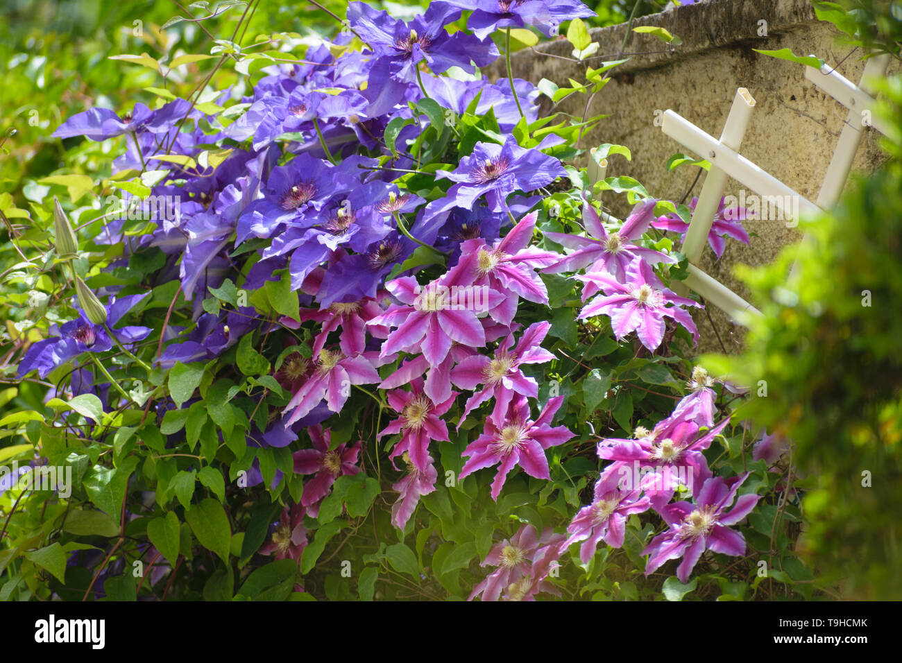 Beautiful pink and purple Clematis flowers in house garden Stock Photo