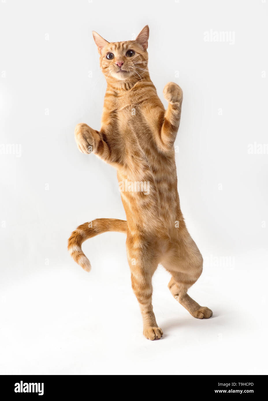 ginger red cat posing on white background Stock Photo