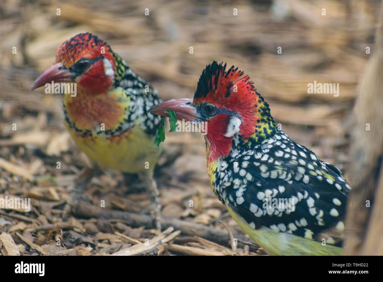 Red and Yellow Barbet (Trachyphonus Erythrocephalus) Stock Photo