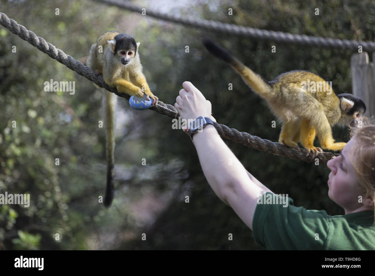 Zookeeper monkey hires stock photography and images Alamy