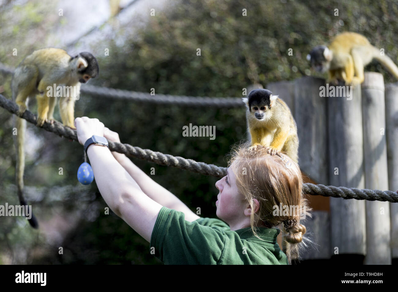 Keepers at ZSL London Zoo prepare an Easter egg hunt for the animals  Featuring: Black-capped squirrel monkey, Zookeeper Where: London, United Kingdom When: 18 Apr 2019 Credit: Luke Hannaford/WENN Stock Photo