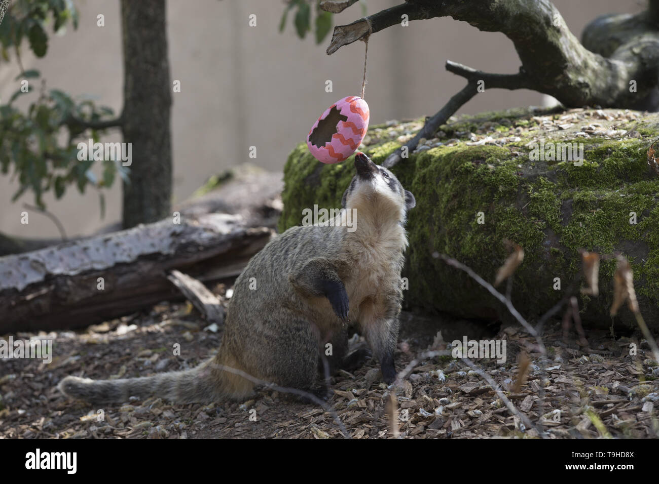 Keepers at ZSL London Zoo prepare an Easter egg hunt for the animals  Featuring: Ring Tailed Coatis Where: London, United Kingdom When: 18 Apr 2019 Credit: Luke Hannaford/WENN Stock Photo
