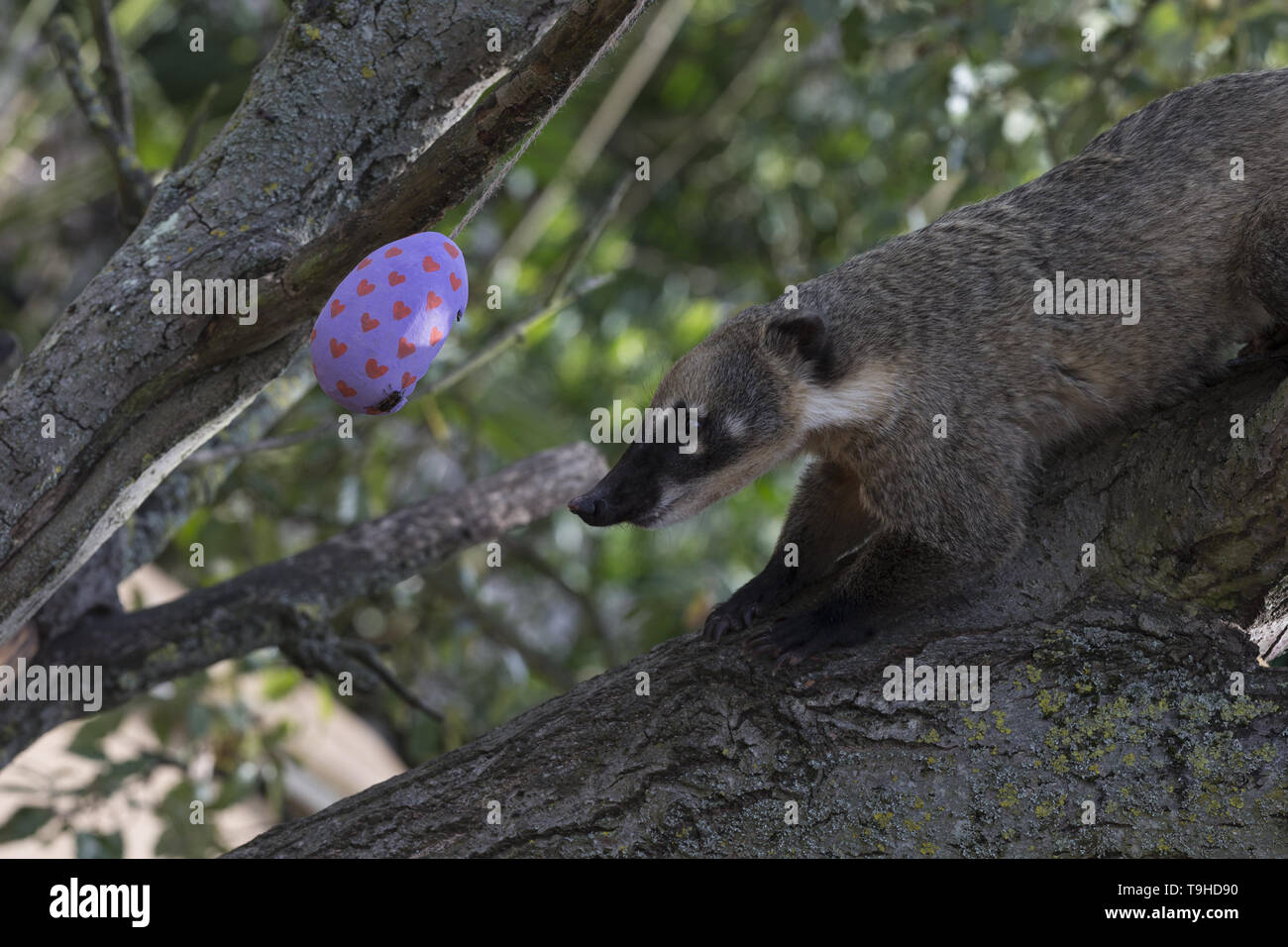 Keepers at ZSL London Zoo prepare an Easter egg hunt for the animals  Featuring: Ring Tailed Coatis Where: London, United Kingdom When: 18 Apr 2019 Credit: Luke Hannaford/WENN Stock Photo