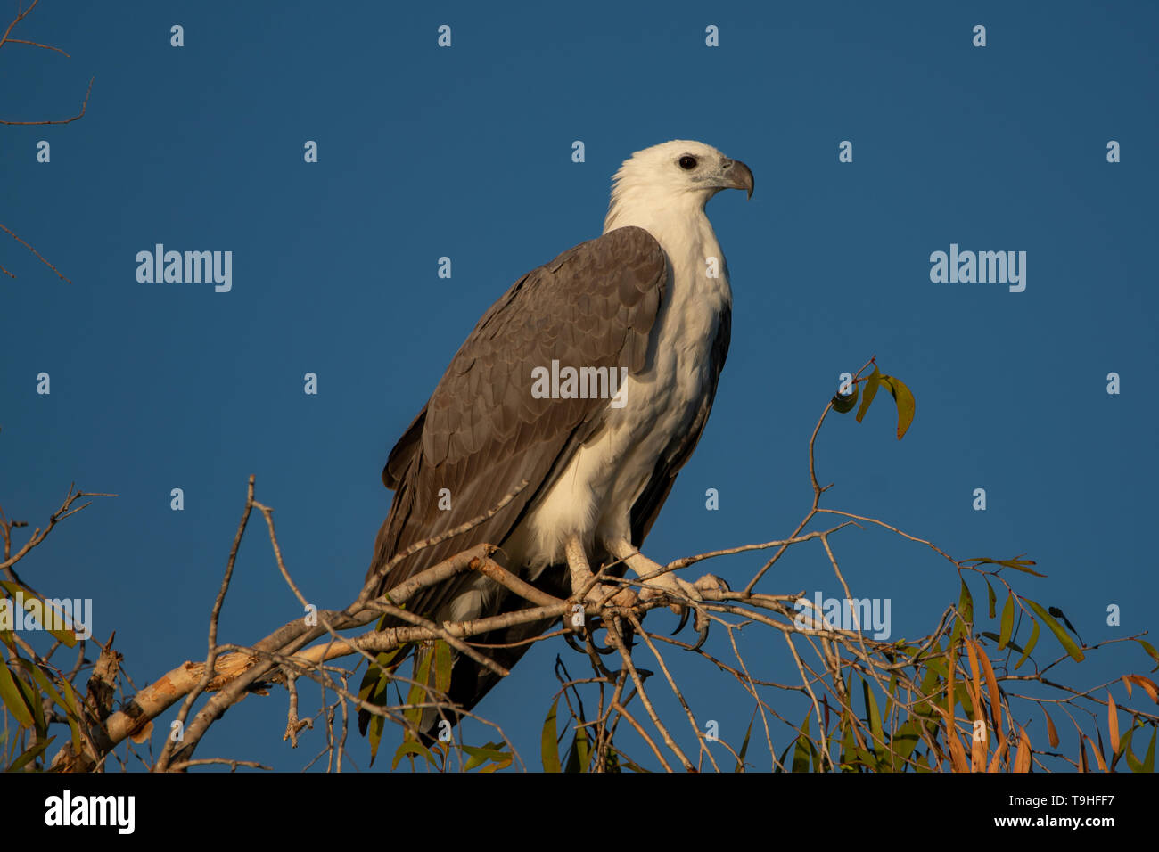 White bellied sea eagles hi-res stock photography and images - Alamy