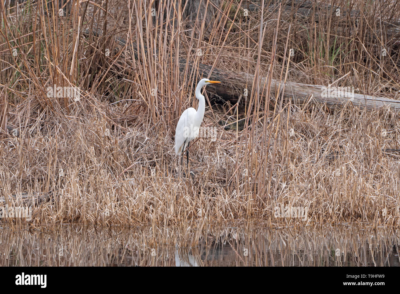 Great Egret along the Suwannee River in Stephen C. Foster State Park in the Okefenokee Swamp in Georgia Stock Photo