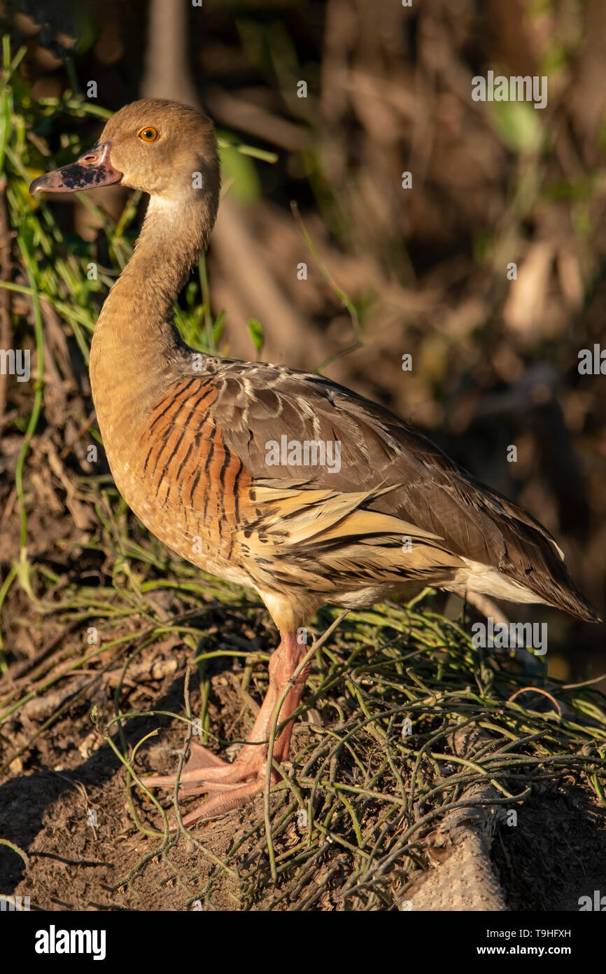 Plumed Whistling Duck, Dendrocygna eytoni at Yellow Waters, Kakadu NP, NT Stock Photo