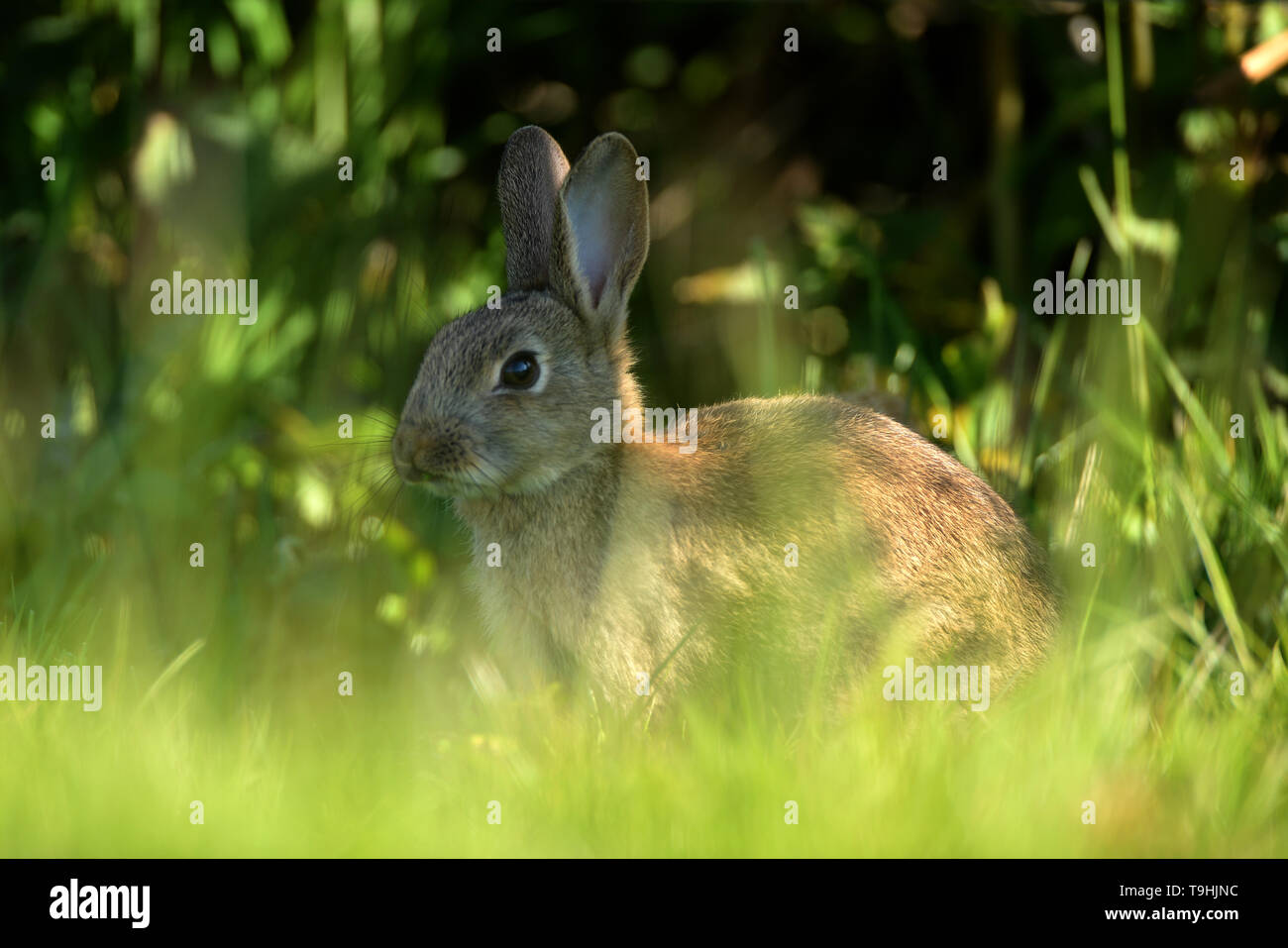 Rabbit waits motionless and attentive, partially hidden in the long grass on Mumbles Hill, Gower, Swansea Stock Photo