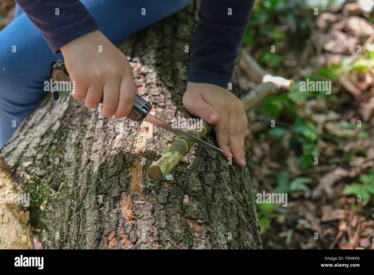 Hands of little girl or boy using a Swiss knife, sawing a piece of wood in the forest, outdoor survival and camping, fun in the woods, nobody Stock Photo