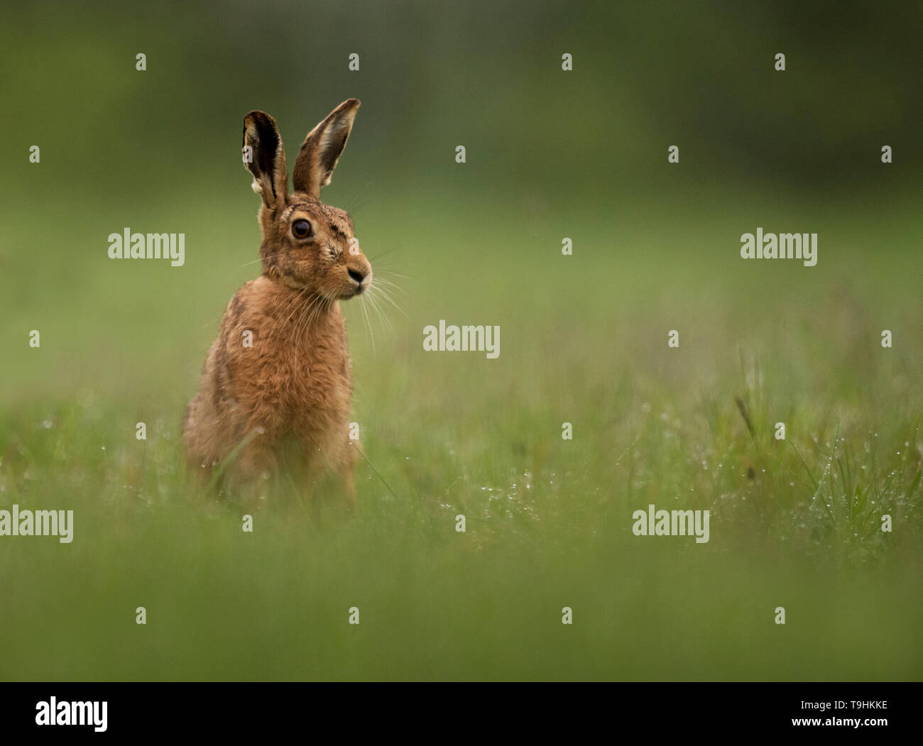 A Brown hare (Lepus europaeus) sitting on the edge of woodland at dawn, Norfolk Stock Photo