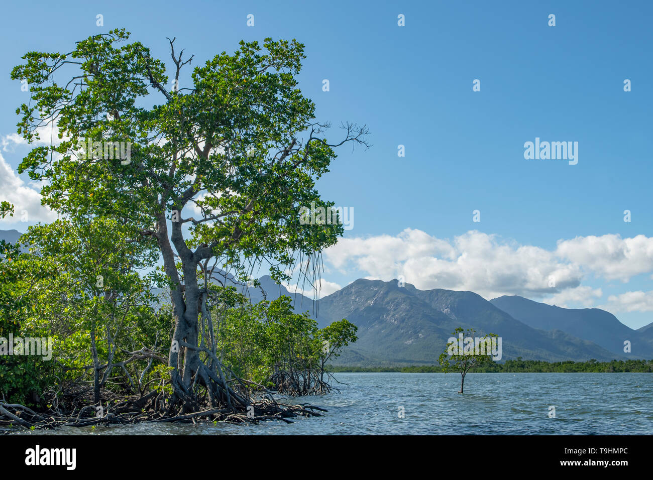 Mangroves on Hinchinbrook Island, Queensland Stock Photo
